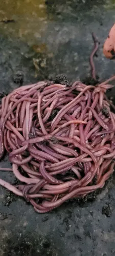 Minhocas Californianas 