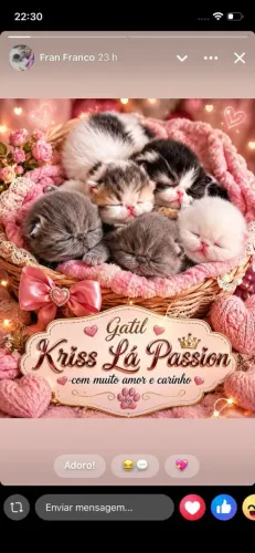 Gatos Persas