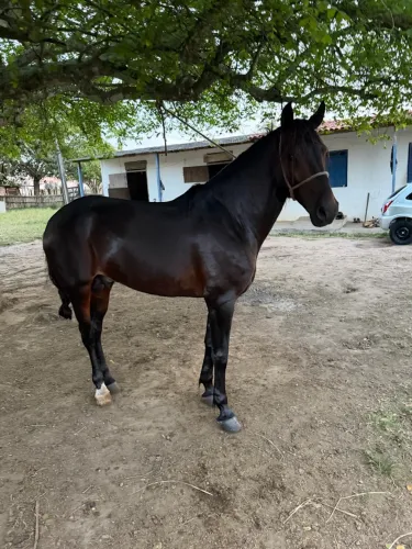 Cavalo Mangolino