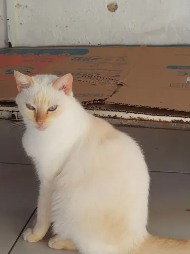 Gatinha Dócil 