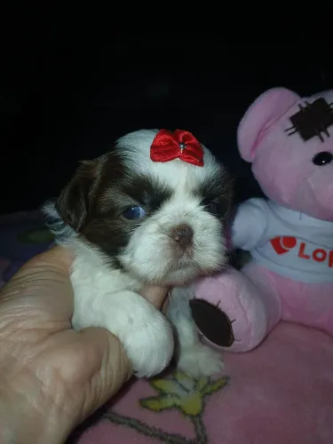 Shih tzu fêmeas pra reserva