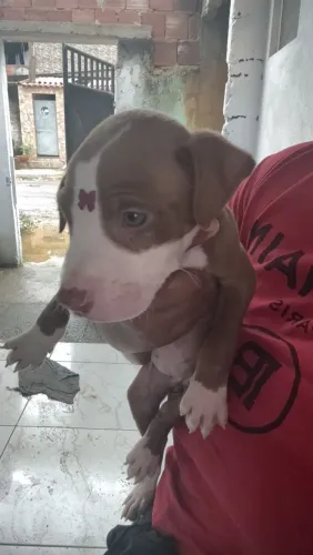 Filhote pitbull