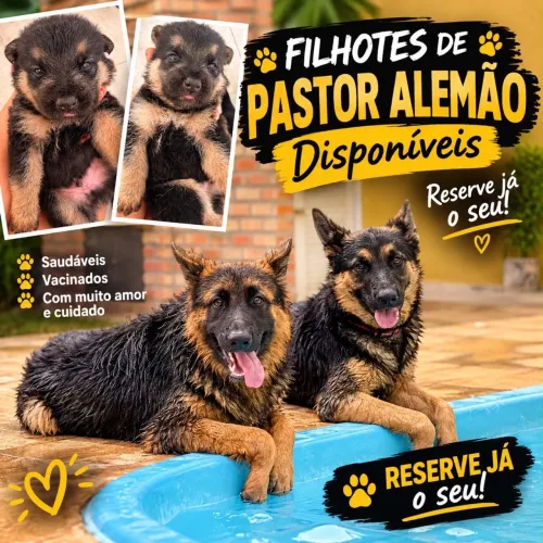 Filhotes de Pastor Alemão 