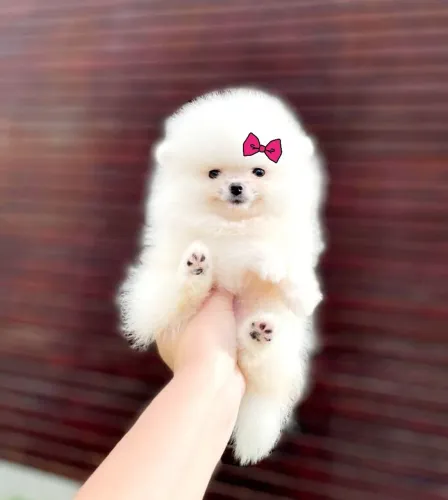 Ursinhos Branquinhos de neve Lulu da Pomerânia 