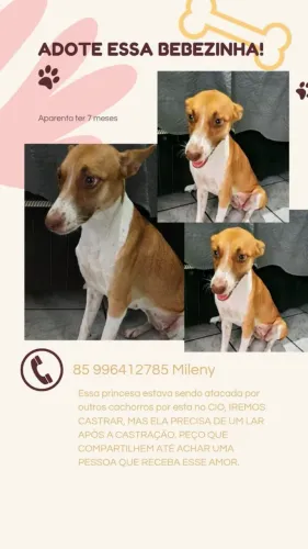 Adote uma cachorrinha! Ira ser castrada!