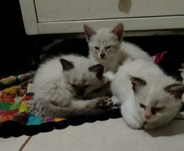 Gato adoção