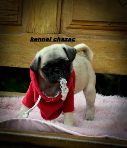 Pug mini essa riqueza vai ganhar seu coração 