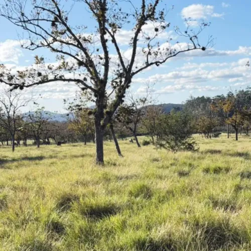 Sítios de 2 hectares, com energia e internet, apenas 1 km do asfalto, por apenas R$ 189Mil