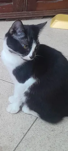 Gatinha para adoção