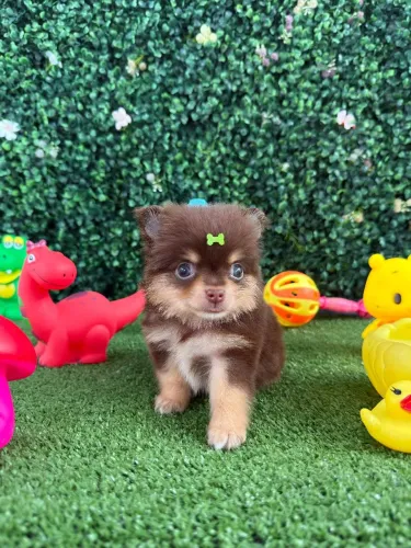 Chihuahua Macho Pelo Longo Porte Pequeno