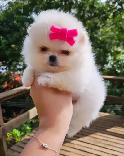 Lindos filhotes de Spitz Alemão, lulu da Pomerânia fêmea e anão 