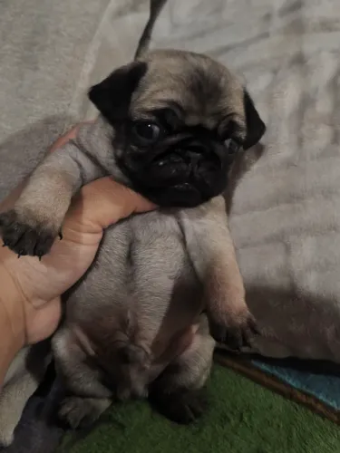 Pug machinhos 