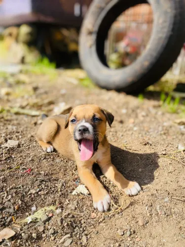 DOA-SE CACHORROS FILHOTES
