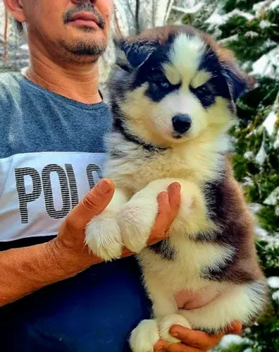 Husky Siberiano