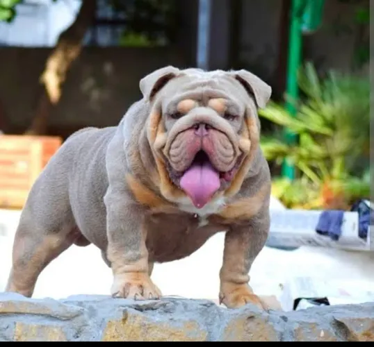 Bulldog inglês fêmea tri lilac