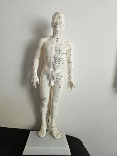 Modelo Anatómico Humanóide de Acupuntura - Ideal para Estudos e Consultórios