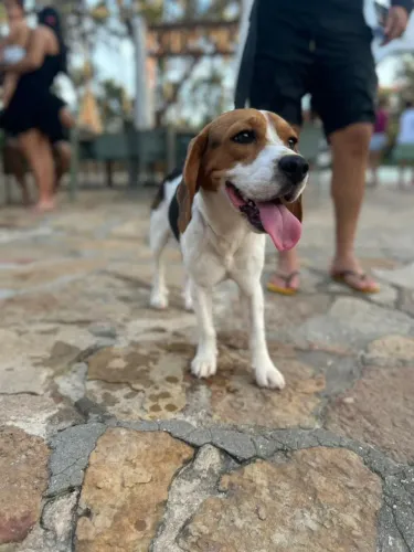 Disponivel para cruza