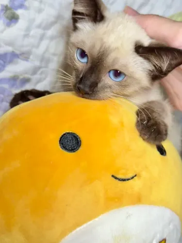 Gatinho pra adoção (2 meses)