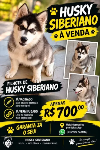 Husky Siberiano