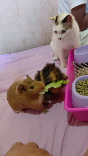 Porquinho da índia ( a que está a venda é a preto com marrom)