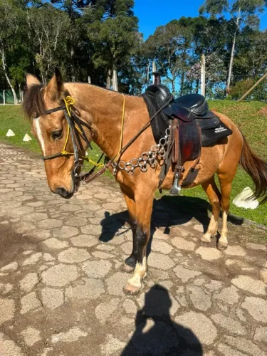 Egua Marcha picada