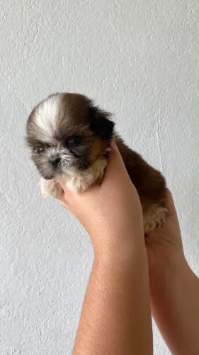 Shih tzu