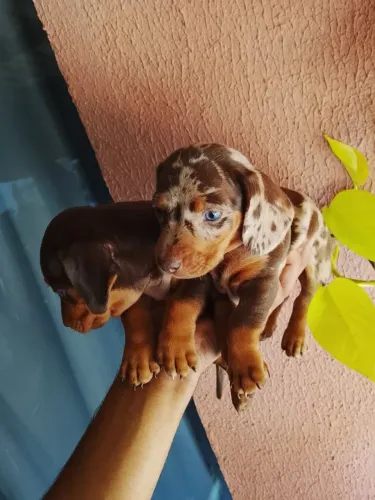 Dachshund Basset Cofap salsicha machos disponíveis