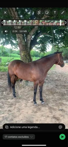 Cavalo de vaquejada