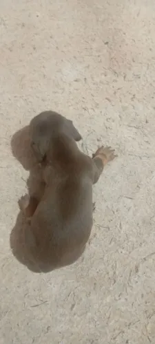 Lindos filhotes de Basset Cofap Salsichinhas