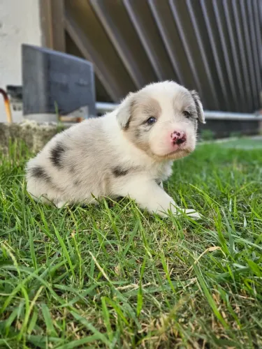 Filhotes de Border Collie - Alto Padrão