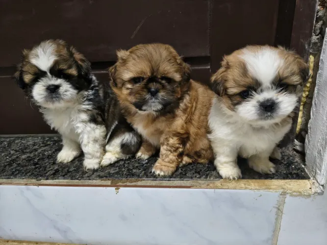 Shitzu's machos