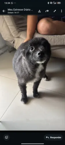 Cachorro para adoção, Spitz Alemão/Vira lata