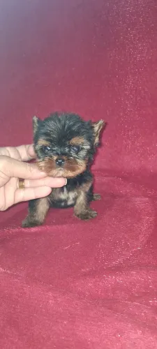 Yorkshire macho mini 2meses e meio