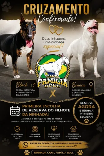 Bull Terrier inglês
