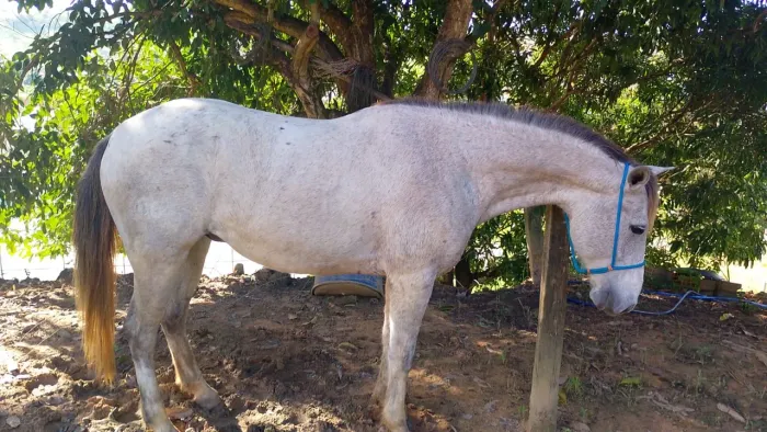 Cavalo mangalarga