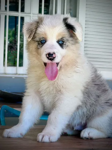 BORDER collie para Tijuca