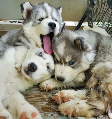 Husky siberiano Filhotinhos encantadores disponíveis agora