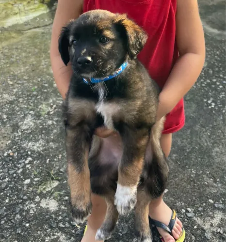 DOAÇÃO DE CACHORRO MACHO