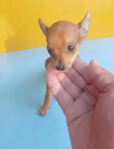 Esse Pinscher macho vai conquistar seu coração hoje