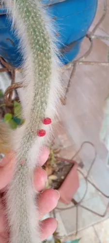 Vendendo vasos com planta rabo de macaco