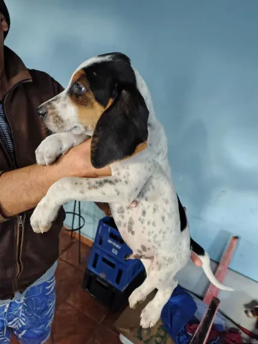 Cachorro Americano 6 meses