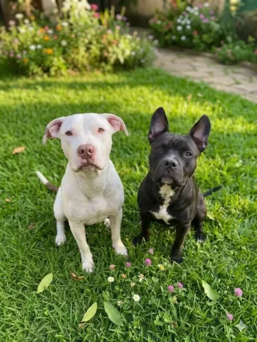 Doação de pitbull 