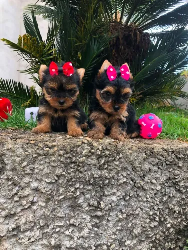 Yorkshire Terrier Femea com Pedigree