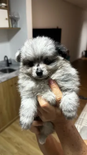 LULU DA POMERÂNIA - COR MÉRLE - 45 DIAS 