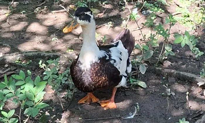 Marreca e Pato 