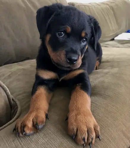 Filhote rottweiler, Seja recebido com carinho e lambidas todos os dias!