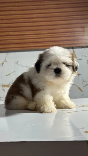 Cachorro shitszu