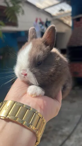 Filhote mini coelho Netherland Dwarf