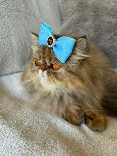Vendo uma gata persa