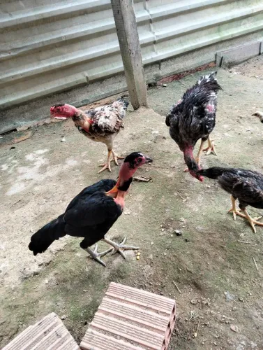 Vendo essa franguinha 